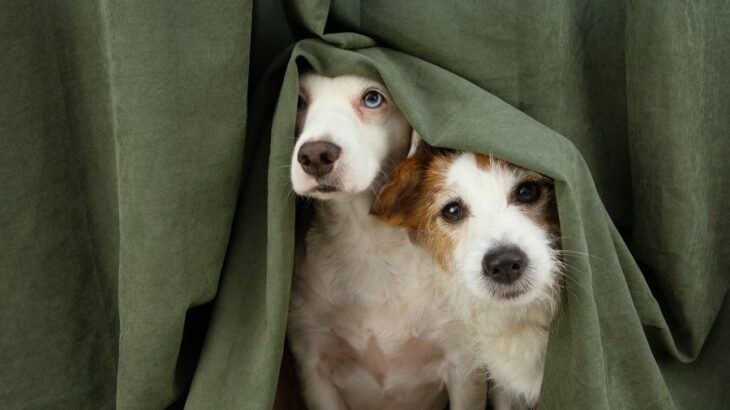 犬が『恐怖を感じるもの』5選　トラウマを植え付けないために飼い主がすべき対策とは？(ブログ)