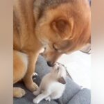 茂みで見つけた『捨てられた双子の子猫』→保護して10日後、一緒に暮らす犬が…親子のような『尊いボディガード』が30万再生「優しい世界」(ブログ)