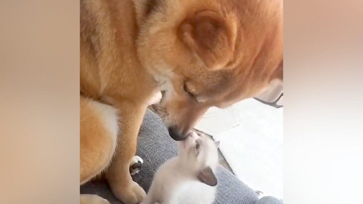 茂みで見つけた『捨てられた双子の子猫』→保護して10日後、一緒に暮らす犬が…親子のような『尊いボディガード』が30万再生「優しい世界」(ブログ)