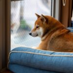 愛犬が悲しい気持ちになってしまう『飼い主の行動』7選　仕方のない場合にすべきケア方法も(ブログ)