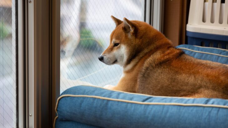 愛犬が悲しい気持ちになってしまう『飼い主の行動』7選　仕方のない場合にすべきケア方法も(ブログ)