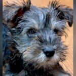 『黒くてフワフワな赤ちゃん犬を飼った』と思ったら…完全に想定外な『まさかの毛色の変化』に「たまらない」「うちも同じ」と絶賛(ブログ)
