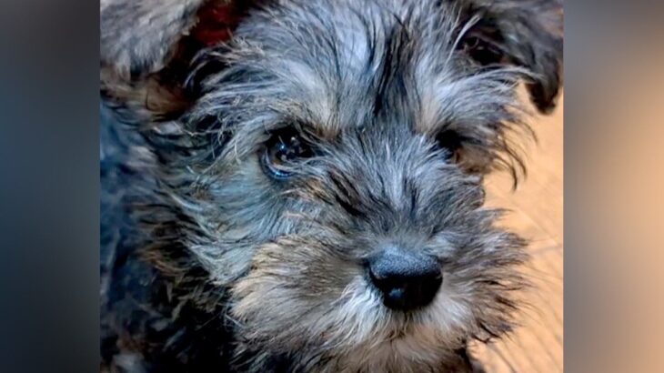 『黒くてフワフワな赤ちゃん犬を飼った』と思ったら…完全に想定外な『まさかの毛色の変化』に「たまらない」「うちも同じ」と絶賛(ブログ)