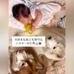 ハスキー犬2頭が暮らす家に赤ちゃんが誕生→可愛いが大渋滞している『見守り隊になる光景』が21万再生「頼もしい兄貴たち」「優しすぎ」と絶賛(ブログ)