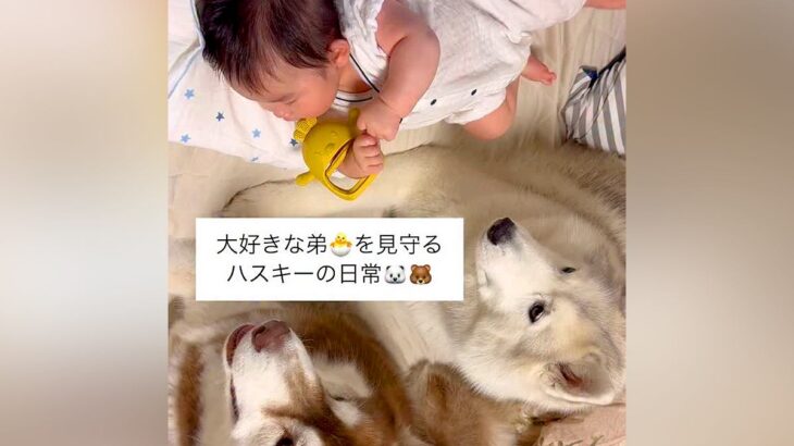ハスキー犬2頭が暮らす家に赤ちゃんが誕生→可愛いが大渋滞している『見守り隊になる光景』が21万再生「頼もしい兄貴たち」「優しすぎ」と絶賛(ブログ)