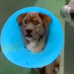 『命の期限が迫る保護犬』に届いた1通のメッセージ…まさかの展開と『生まれかわった姿』に涙が止まらないと218万再生「出会えてよかった」(ブログ)