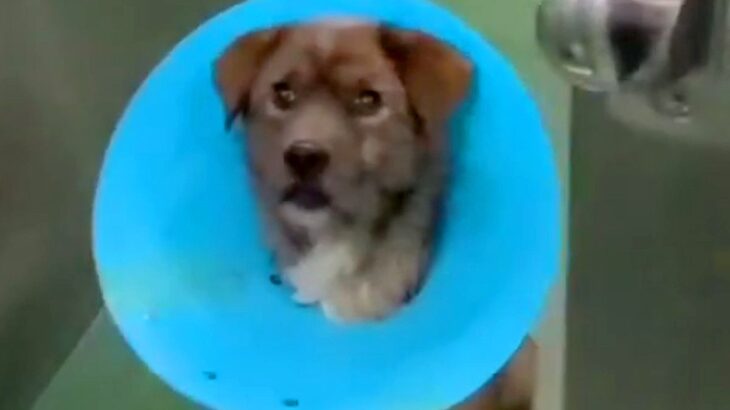 『命の期限が迫る保護犬』に届いた1通のメッセージ…まさかの展開と『生まれかわった姿』に涙が止まらないと218万再生「出会えてよかった」(ブログ)