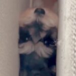 犬が家の中で行方不明に…探し回った結果→まさかの『マヌケすぎる結末』が27万再生「申し訳ないけど笑ったｗ」「フィットしてて草」と爆笑(ブログ)