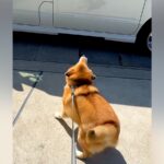 おじいちゃんおばあちゃんに再会した犬→車を見つけた瞬間…待ちきれなくて見せた『可愛すぎる行動』が59万再生「おしり最高」「大好き伝わる」(ブログ)