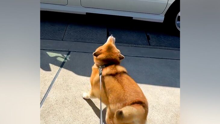 おじいちゃんおばあちゃんに再会した犬→車を見つけた瞬間…待ちきれなくて見せた『可愛すぎる行動』が59万再生「おしり最高」「大好き伝わる」(ブログ)