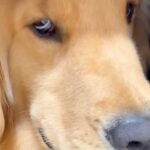 『ちょっと口の中、見せてくれる？』大型犬に声を掛けた結果→『まさかの態度』に爆笑「悪い顔選手権優勝ｗ」「現行犯逮捕で草」と61万再生(ブログ)