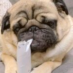芯をカジカジしている犬→ふとした瞬間に止まって…あまりにも愛おしい『120点の笑顔』が256万再生「一緒に笑っちゃった」と大絶賛の声(ブログ)