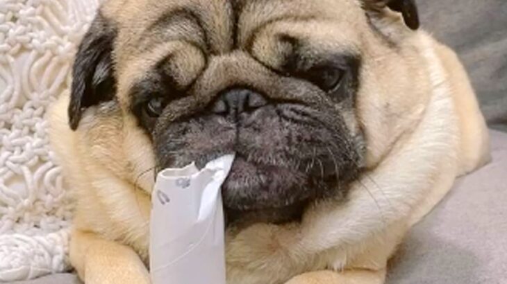 芯をカジカジしている犬→ふとした瞬間に止まって…あまりにも愛おしい『120点の笑顔』が256万再生「一緒に笑っちゃった」と大絶賛の声(ブログ)