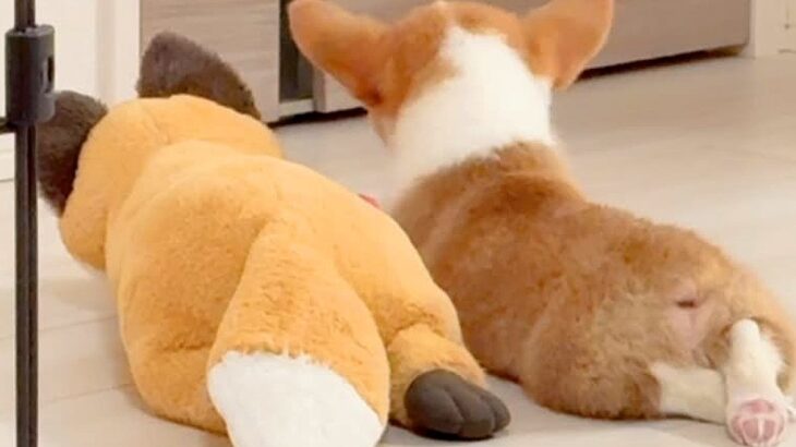 ぬいぐるみと一緒に床で寝そべる赤ちゃん犬を隠し撮り→後ろ姿が…想像以上だった『そっくりすぎる光景』に「短足クロスたまらん」「可愛い」の声(ブログ)