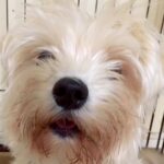 『ボロボロの犬』を引き取ってお手入れした結果…お姫様のような『ツヤッツヤに変化するビフォーアフター』に「愛の賜物」「笑顔可愛い」の声(ブログ)
