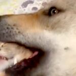 猫が大型犬の毛づくろいをしていたら、次の瞬間…まるで捕食？予想外のハプニングと『爆笑の表情』が39万再生「顔で吹いた」「何回見ても笑う」(ブログ)