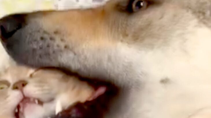 猫が大型犬の毛づくろいをしていたら、次の瞬間…まるで捕食？予想外のハプニングと『爆笑の表情』が39万再生「顔で吹いた」「何回見ても笑う」(ブログ)