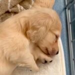 生後2ヵ月『コロコロした赤ちゃん犬』→あまりにも尊い寝姿が601万再生「寝る子は育つ」「激かわ」5ヵ月後の成長したおねんね姿も(ブログ)