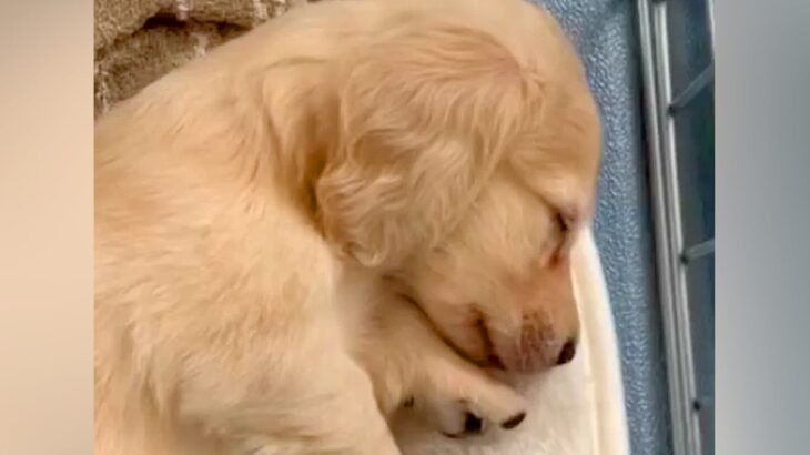 生後2ヵ月『コロコロした赤ちゃん犬』→あまりにも尊い寝姿が601万再生「寝る子は育つ」「激かわ」5ヵ月後の成長したおねんね姿も(ブログ)