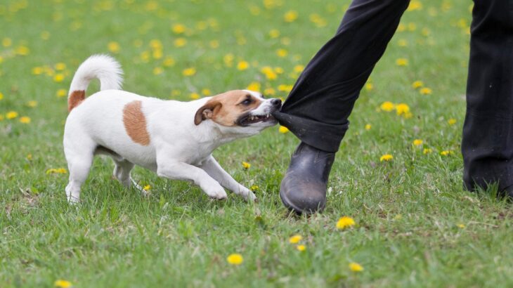 犬が『悪い人』だと判断する基準4選　嫌われやすい人がしがちなタブー行為とは？(ブログ)
