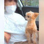 おばあちゃんのことが世界で1番大好きな犬→一緒に遊んでお別れの時に…切なくも愛おしい行動が75万再生「癒やされた」「微笑ましい」と絶賛(ブログ)