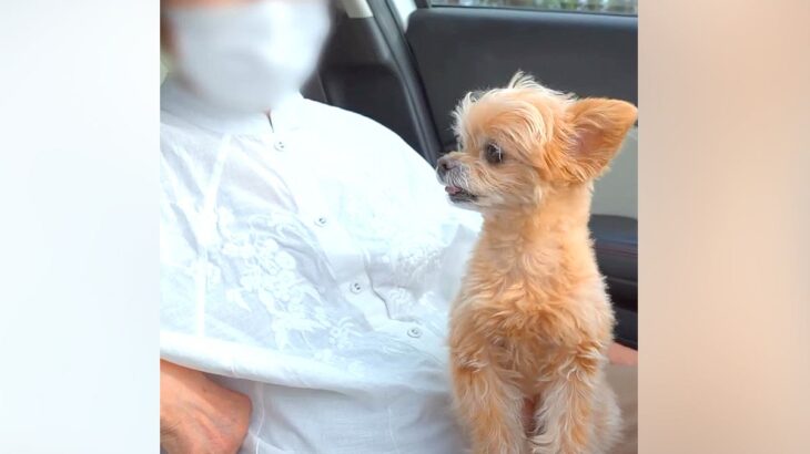 おばあちゃんのことが世界で1番大好きな犬→一緒に遊んでお別れの時に…切なくも愛おしい行動が75万再生「癒やされた」「微笑ましい」と絶賛(ブログ)