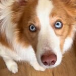 『世界一IQが高い犬』と暮らした結果→困難を乗り越えて…驚きの『完全に意思疎通する光景』が105万再生「空いた口塞がらん」「凄すぎ」(ブログ)