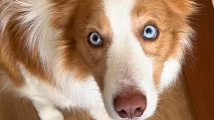『世界一IQが高い犬』と暮らした結果→困難を乗り越えて…驚きの『完全に意思疎通する光景』が105万再生「空いた口塞がらん」「凄すぎ」(ブログ)