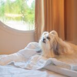 犬はペットホテルで過ごすとき、どんなストレスがかかる？預け先の選び方から不安を軽減するための対策まで(ブログ)