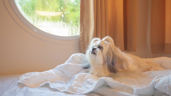 犬はペットホテルで過ごすとき、どんなストレスがかかる？預け先の選び方から不安を軽減するための対策まで(ブログ)