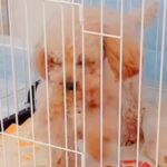 『持病のある5歳の繁殖犬』をお迎え→2年が経過した結果…想像もできなかった『幸せな光景』に「たくさんチャレンジしてて偉い」と絶賛の声(ブログ)