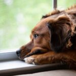 犬の腎臓病について｜種類と原因、注意すべき症状や治療法まで【獣医が解説】(ブログ)