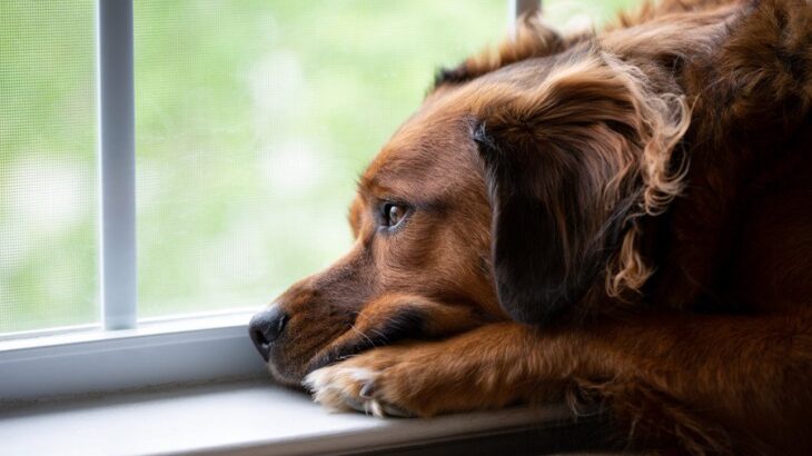 犬の腎臓病について｜種類と原因、注意すべき症状や治療法まで【獣医が解説】(ブログ)