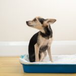犬の嘔吐や下痢『危険な症状』5選　深刻な病気のサインや見極め方まで(ブログ)