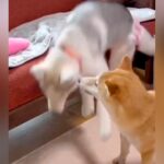 ソファから何度も落ちるハスキー犬→『成長前』と『成長後』を比較した光景が14万再生「何回落ちてもびっくりした顔するの好き」「可愛すぎる」(ブログ)