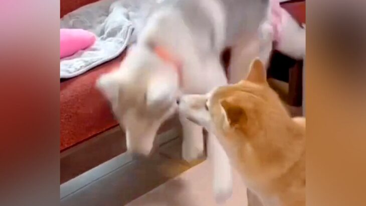 ソファから何度も落ちるハスキー犬→『成長前』と『成長後』を比較した光景が14万再生「何回落ちてもびっくりした顔するの好き」「可愛すぎる」(ブログ)