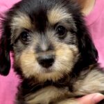 『ブラックタンの赤ちゃん犬』をお迎え→数年後…もはや別犬種な『まさかのビフォーアフター』に「こんなに変わるんだ」「うちも全く同じ」の声(ブログ)