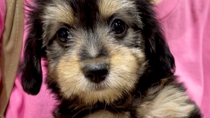 『ブラックタンの赤ちゃん犬』をお迎え→数年後…もはや別犬種な『まさかのビフォーアフター』に「こんなに変わるんだ」「うちも全く同じ」の声(ブログ)