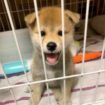 反則級にかわいらしい赤ちゃん犬→このまま育つのかと思っていたら…目を疑うほどの『顔面の変化』に「おもろかわいいｗ」「怒れなくなる」と絶賛(ブログ)