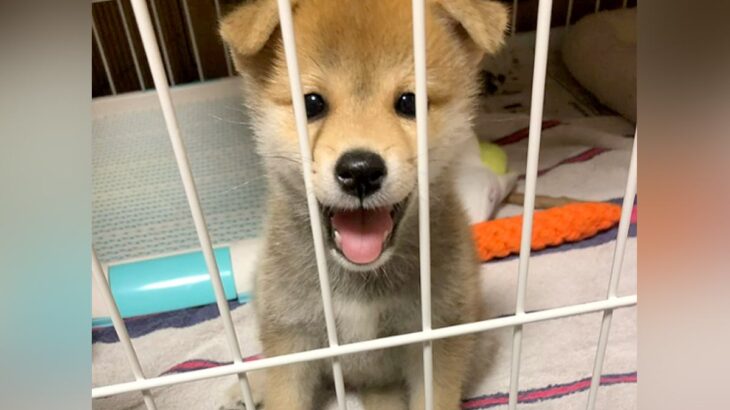 反則級にかわいらしい赤ちゃん犬→このまま育つのかと思っていたら…目を疑うほどの『顔面の変化』に「おもろかわいいｗ」「怒れなくなる」と絶賛(ブログ)