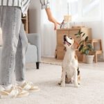犬に絶対やってはいけない『待て』の仕方4選　愛犬に苦痛を与えるタブー行為とは？(ブログ)
