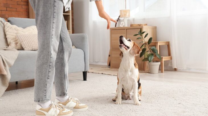 犬に絶対やってはいけない『待て』の仕方4選　愛犬に苦痛を与えるタブー行為とは？(ブログ)