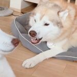 父犬に叱られた娘犬→驚きすぎてしまった結果…まさかの『エジプトの壁画になってしまう光景』に2万8000いいね「完全一致で草」「笑ったｗ」(ブログ)