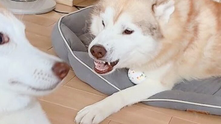 父犬に叱られた娘犬→驚きすぎてしまった結果…まさかの『エジプトの壁画になってしまう光景』に2万8000いいね「完全一致で草」「笑ったｗ」(ブログ)