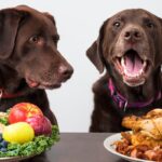 犬が過剰に接種すると危険な『栄養素』5選　食べすぎてしまった場合の悪影響とは？(ブログ)