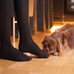 犬が嗅ぎたがる『人間の部位』5つ　何をチェックしているの？興味深い習性や心理を解説(ブログ)