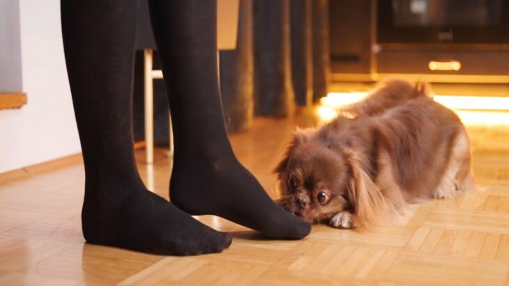 犬が嗅ぎたがる『人間の部位』5つ　何をチェックしているの？興味深い習性や心理を解説(ブログ)