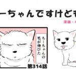 ちーちゃんですけどもっ【第314話】「毛を切ると」(ブログ)