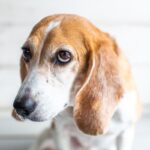 犬を怖がらせてしまう飼い主の『絶対NG行為』5選　愛犬に恐怖心を植え付けている可能性も…(ブログ)