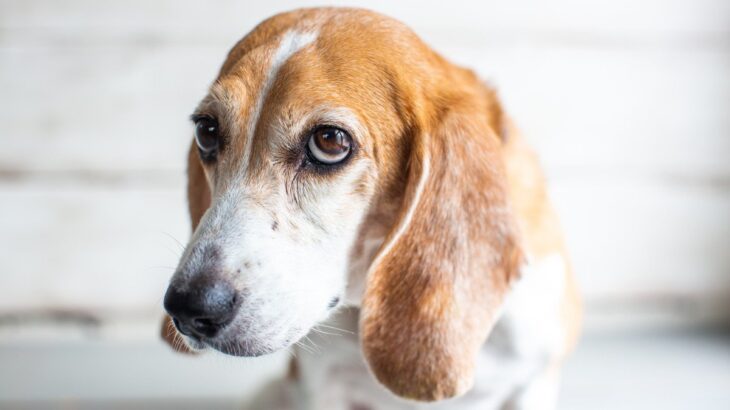 犬を怖がらせてしまう飼い主の『絶対NG行為』5選　愛犬に恐怖心を植え付けている可能性も…(ブログ)